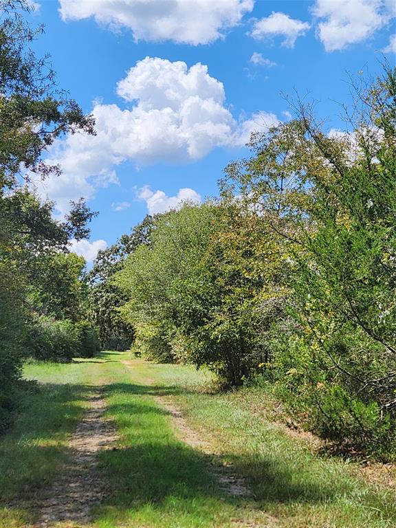 17454 Fm 542, Oakwood, Texas image 8