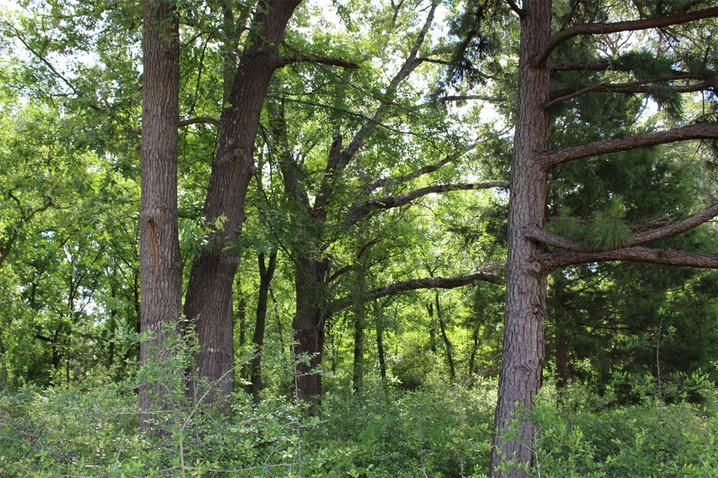 Tract 136 Private Road 1313, Centerville, Texas image 14