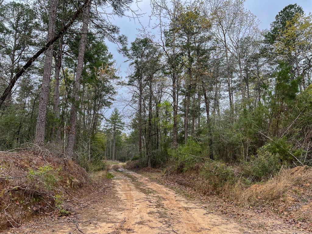 Forest Service Road 503, Kennard, Texas image 13