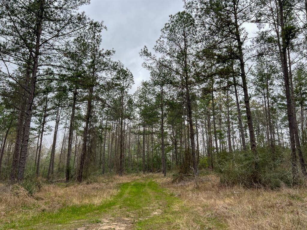 Forest Service Road 503, Kennard, Texas image 8