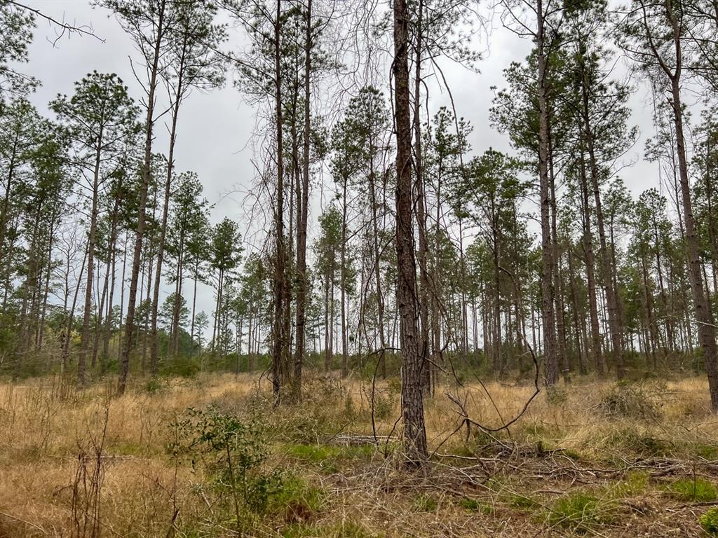 Forest Service Road 503, Kennard, Texas image 5