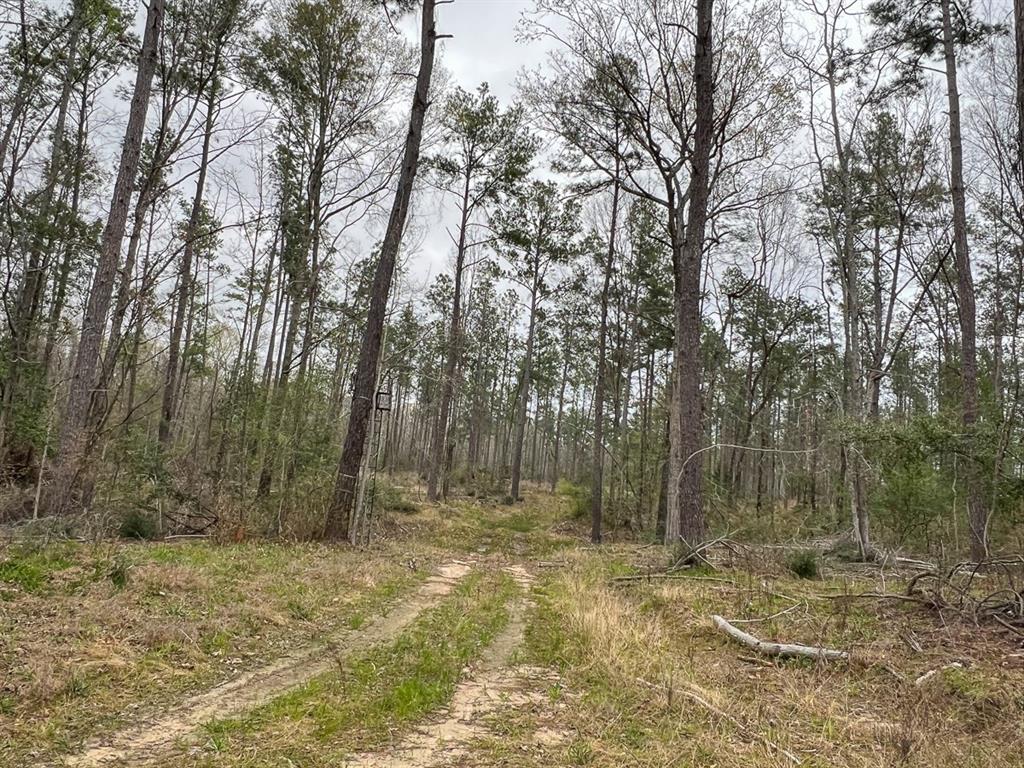 Forest Service Road 503, Kennard, Texas image 9