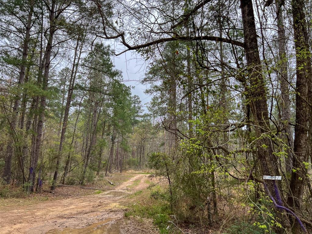 Forest Service Road 503, Kennard, Texas image 15