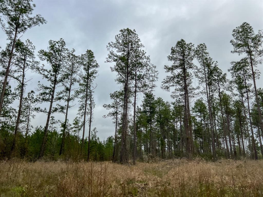 Forest Service Road 503, Kennard, Texas image 7