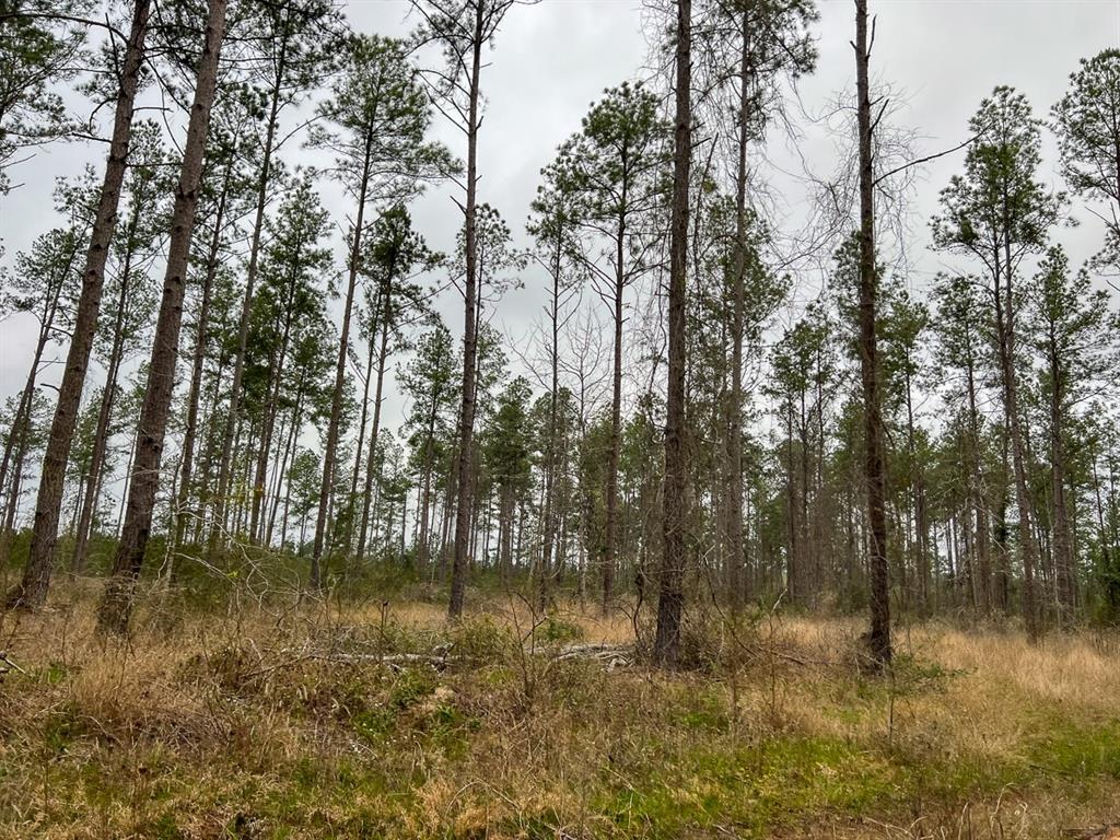 Forest Service Road 503, Kennard, Texas image 6