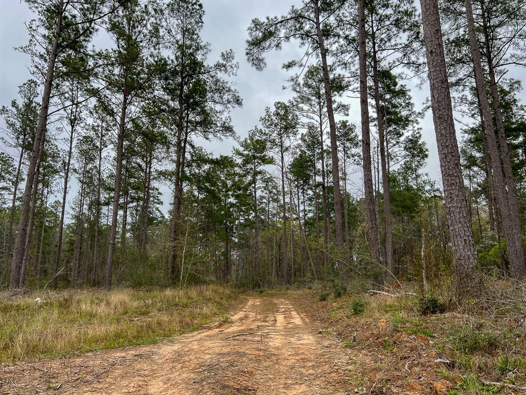 Forest Service Road 503, Kennard, Texas image 12