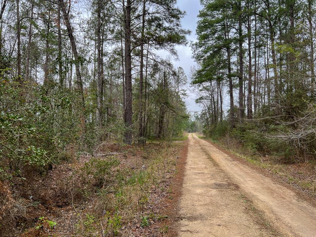 Forest Service Road 503, Kennard, Texas image 14