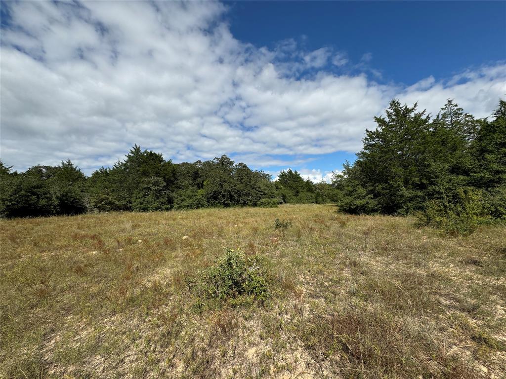 TBD Off Quail Run Road - 50 Acres, Caldwell, Texas image 4