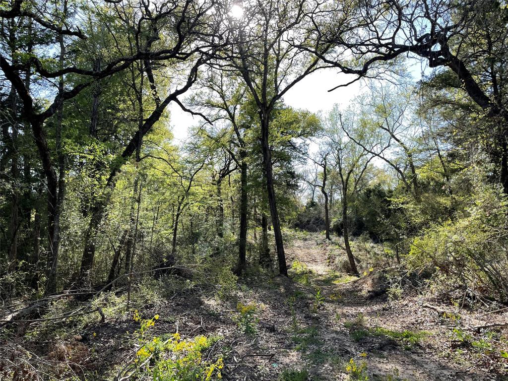 TBD Lot 27 10ac+- Timbercrest Ranch, Jewett, Texas image 36