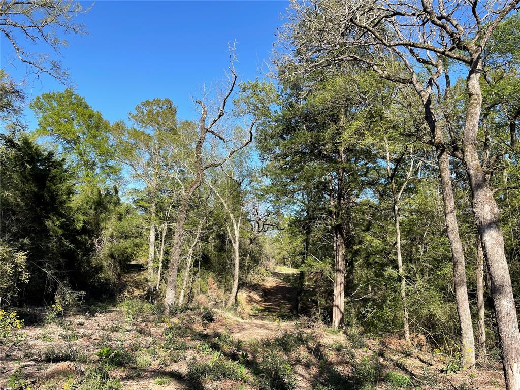 TBD Lot 27 10ac+- Timbercrest Ranch, Jewett, Texas image 34