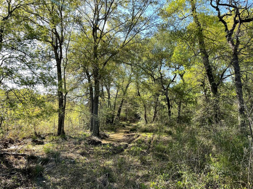 TBD Lot 27 10ac+- Timbercrest Ranch, Jewett, Texas image 28