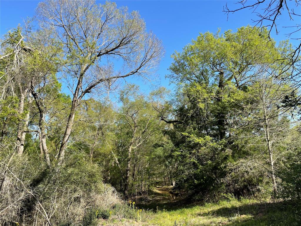 TBD Lot 27 10ac+- Timbercrest Ranch, Jewett, Texas image 29