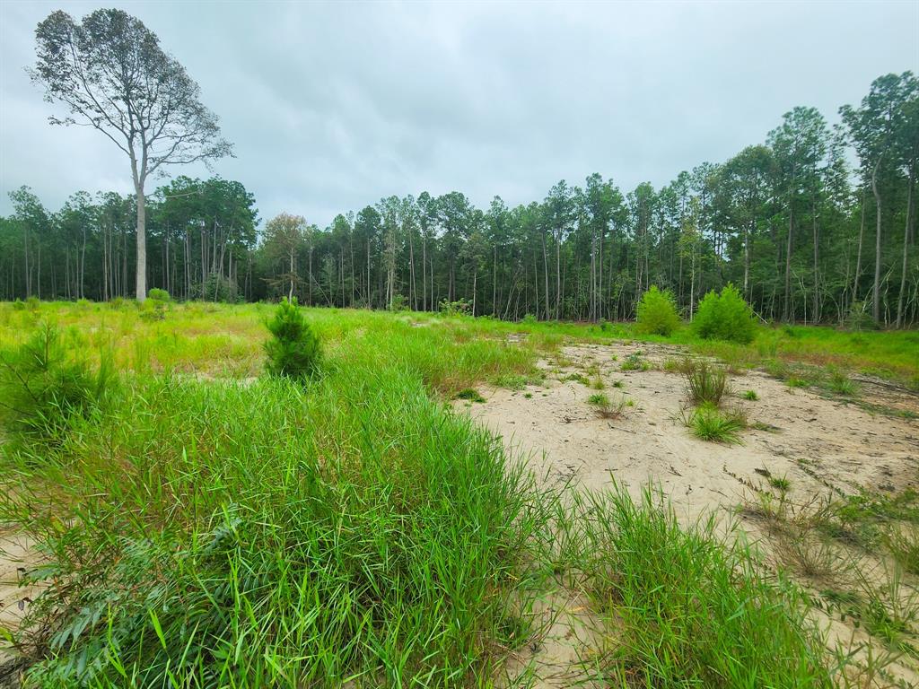 139 Rayburn Reserve Drive, Jasper, Texas image 3