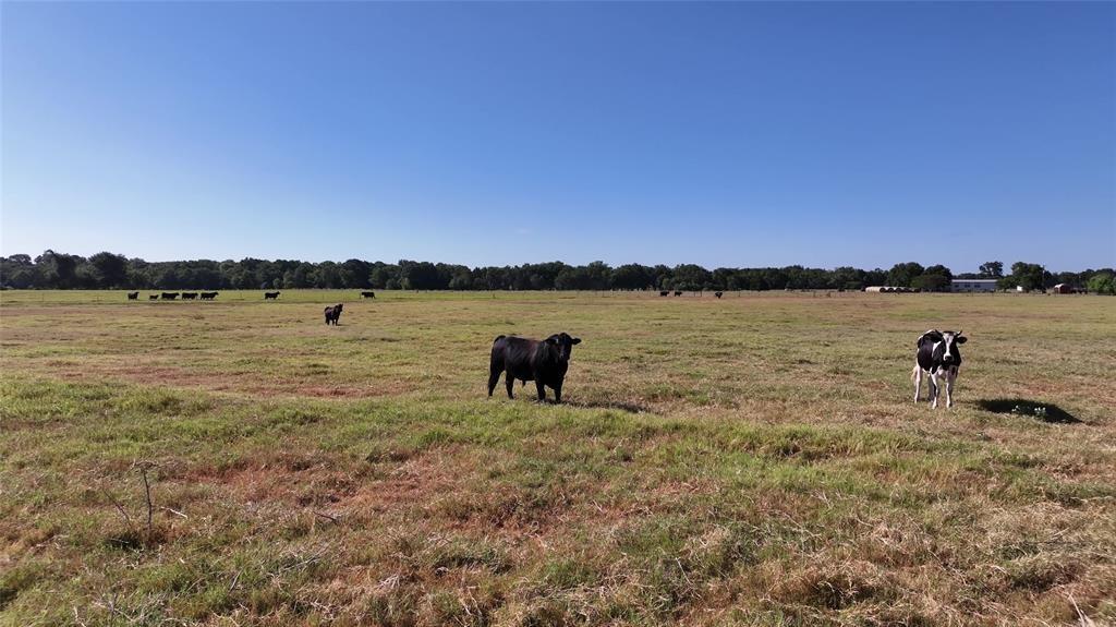 1958 County Road 106, Paige, Texas image 15