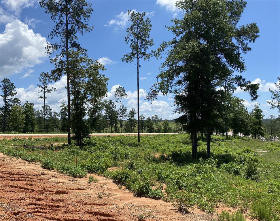 Lot 37 Anna Grace Road, Livingston, Texas image 11
