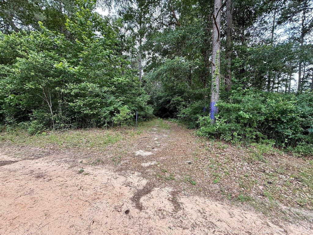 Twin Oaks Drive, Coldspring, Texas image 5