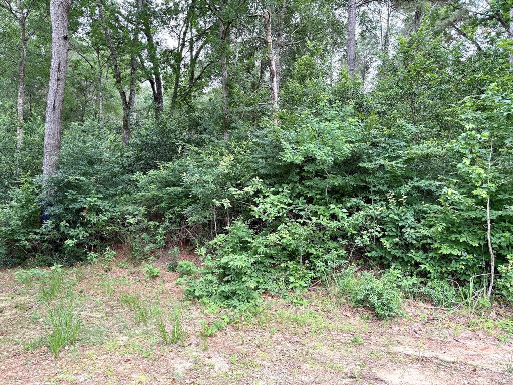 Twin Oaks Drive, Coldspring, Texas image 6