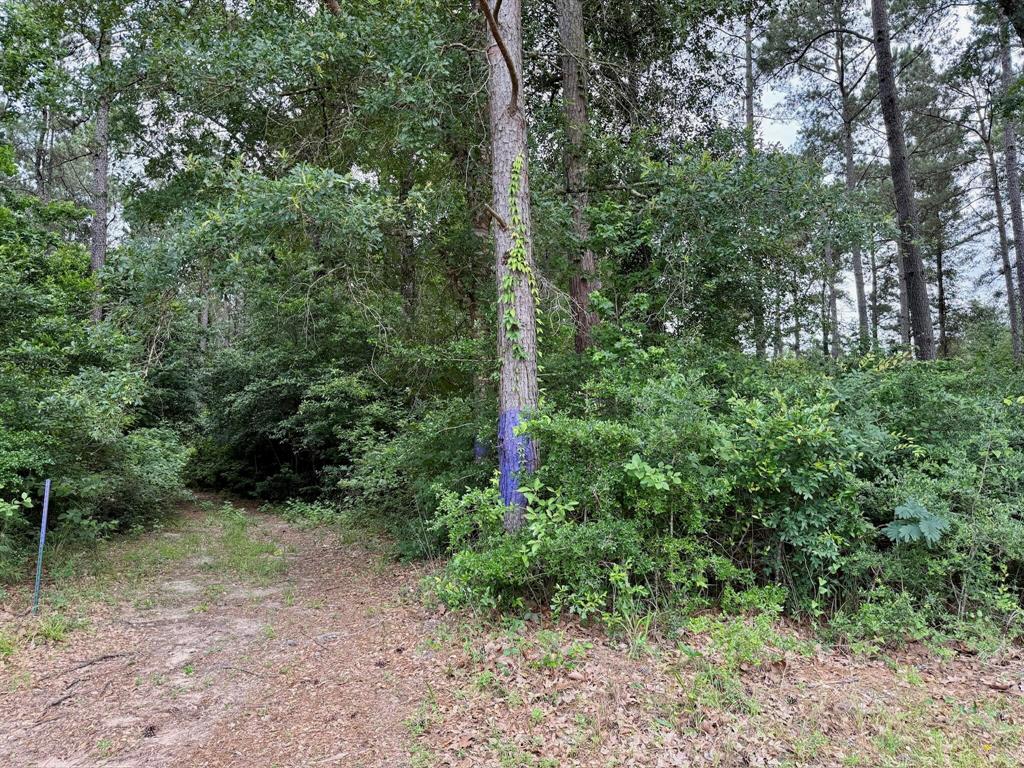 Twin Oaks Drive, Coldspring, Texas image 4
