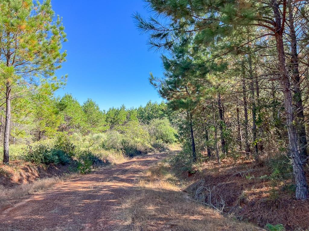 05 County Road 1060, Center, Texas image 3