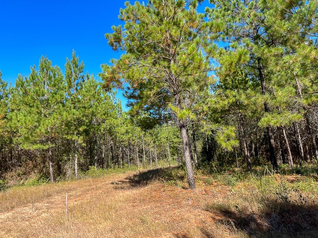 05 County Road 1060, Center, Texas image 9