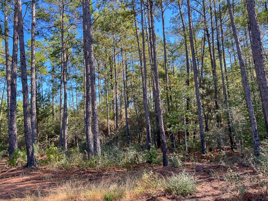 05 County Road 1060, Center, Texas image 10