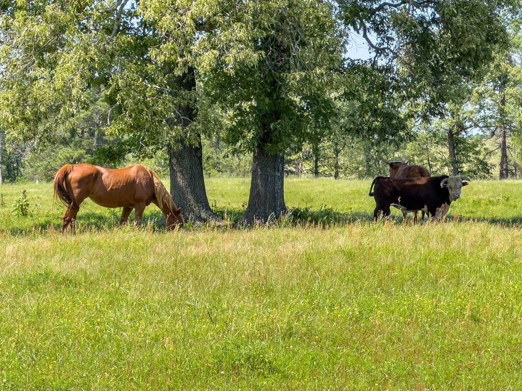 R13687 Cheeseland Road, Pollok, Texas image 21