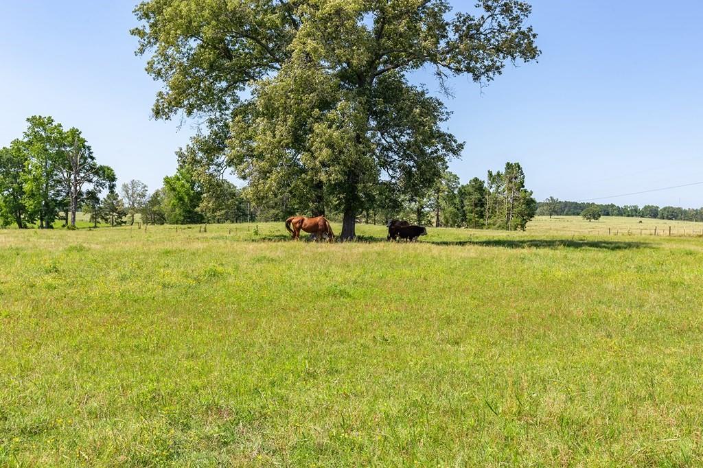 R13687 Cheeseland Road, Pollok, Texas image 27