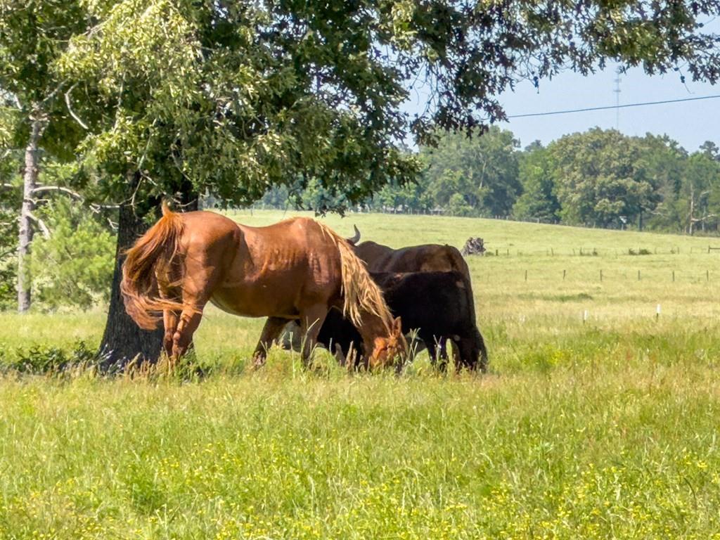 R13687 Cheeseland Road, Pollok, Texas image 8