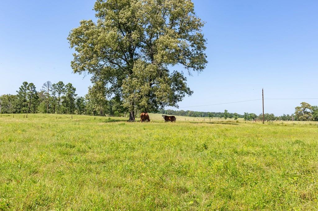 R13687 Cheeseland Road, Pollok, Texas image 26
