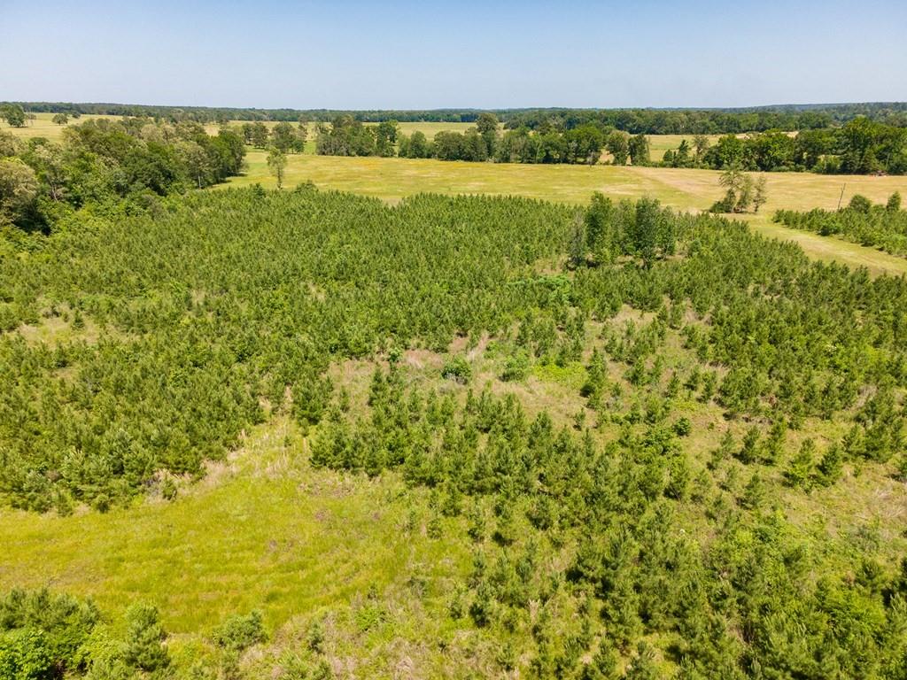 R13687 Cheeseland Road, Pollok, Texas image 12
