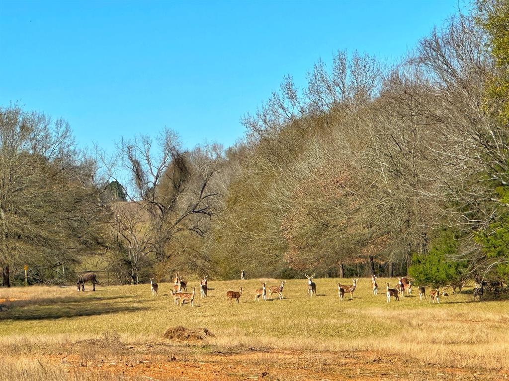 610 Fcr 301, Oakwood, Texas image 35