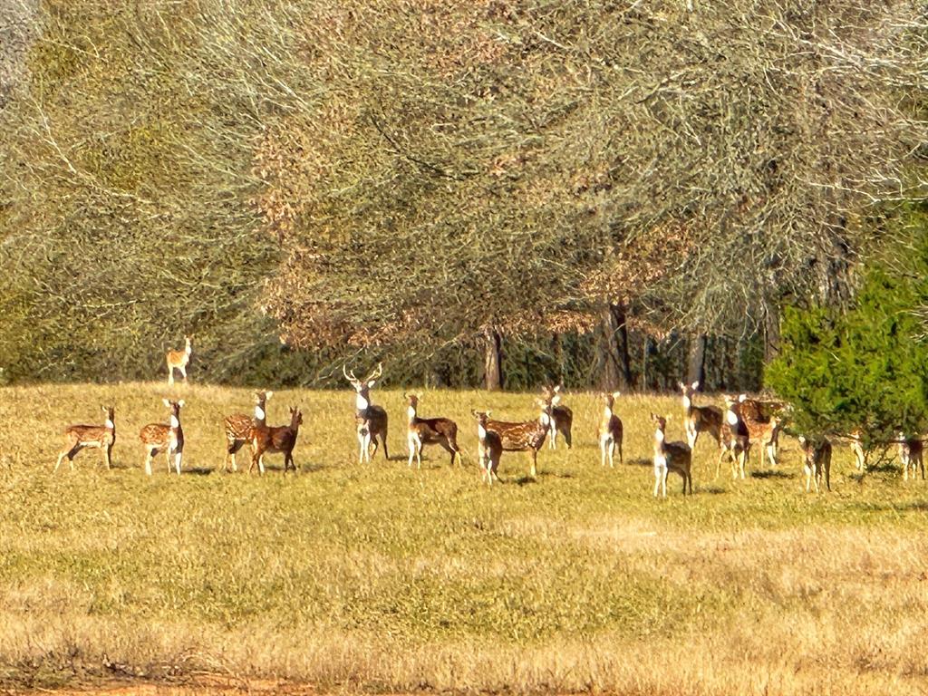 610 Fcr 301, Oakwood, Texas image 36