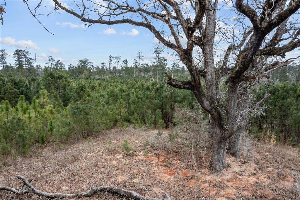 9422 Fm 62, Corrigan, Texas image 4