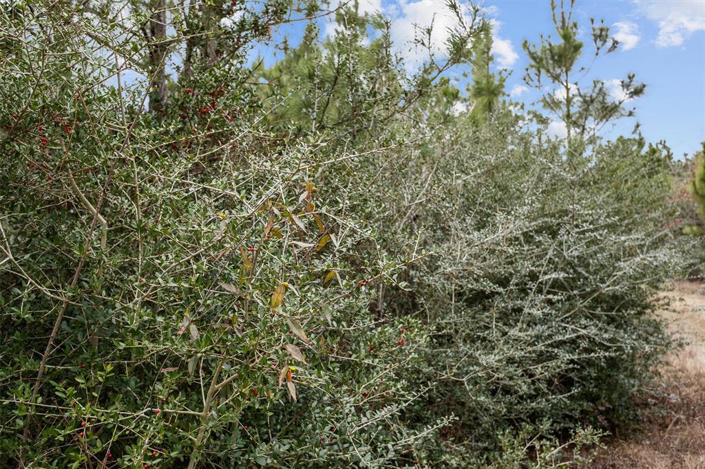9422 Fm 62, Corrigan, Texas image 9