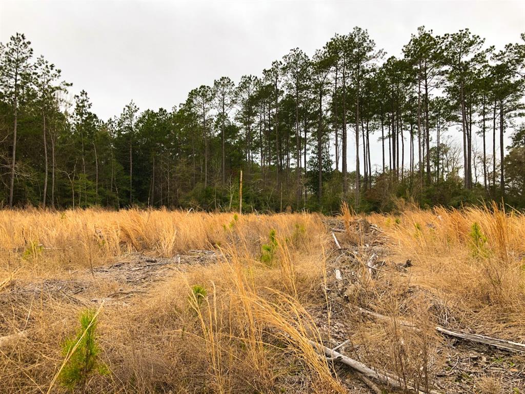 00000 Cr 4415, Spurger, Texas image 4