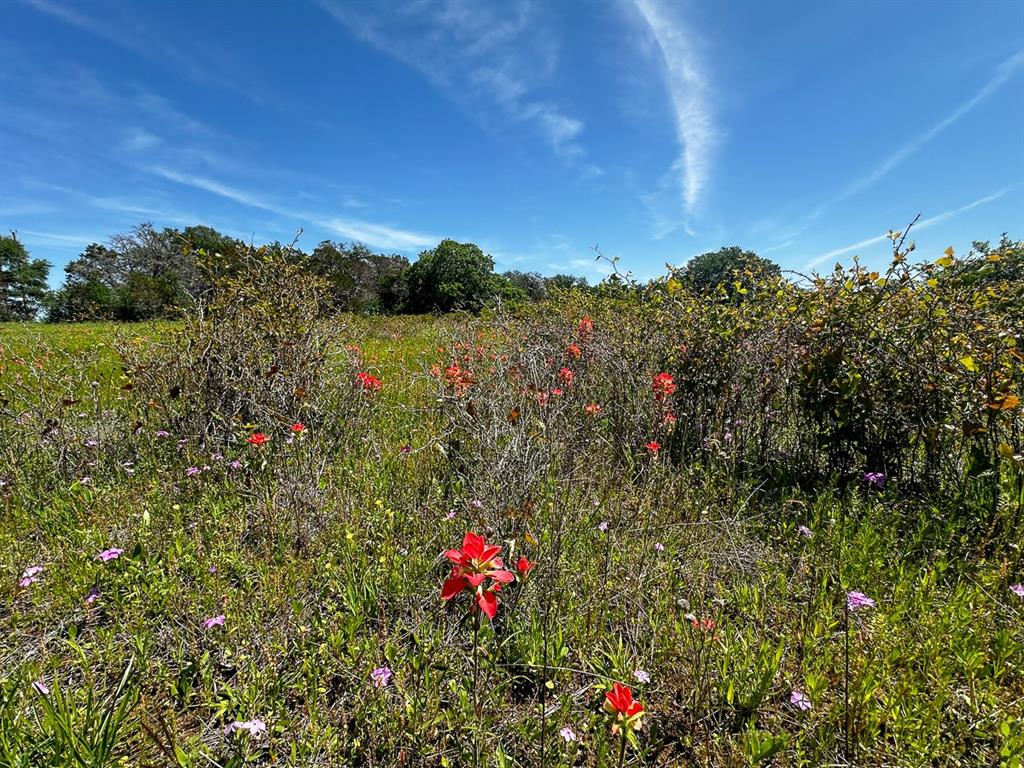 Upper Branch Way, Palo Pinto, Texas image 8