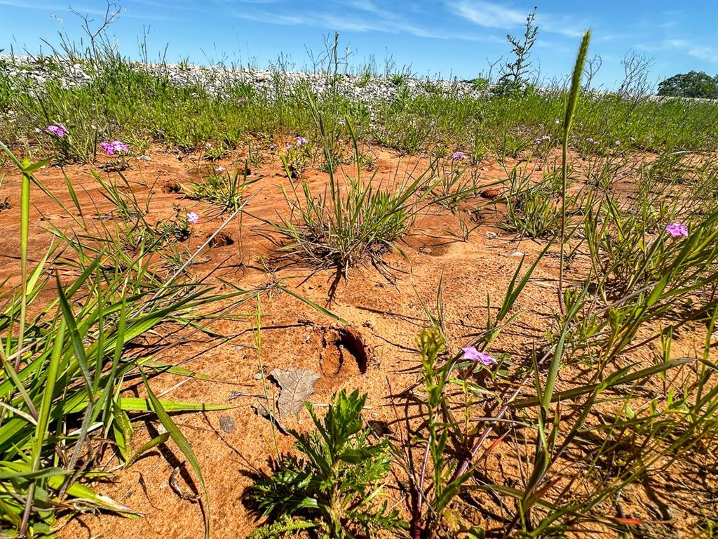 Upper Branch Way, Palo Pinto, Texas image 9