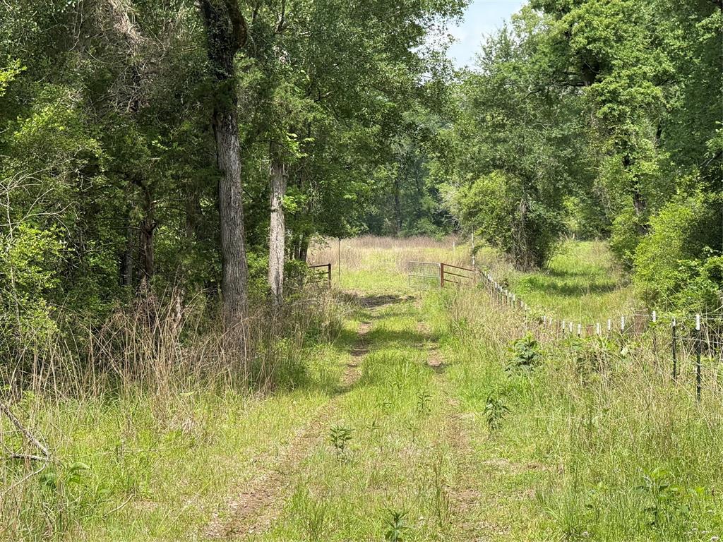 Homer Drive, Houston, Texas image 1