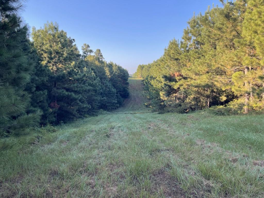 TBD (Lot 55) County Road 1060, Center, Texas image 4