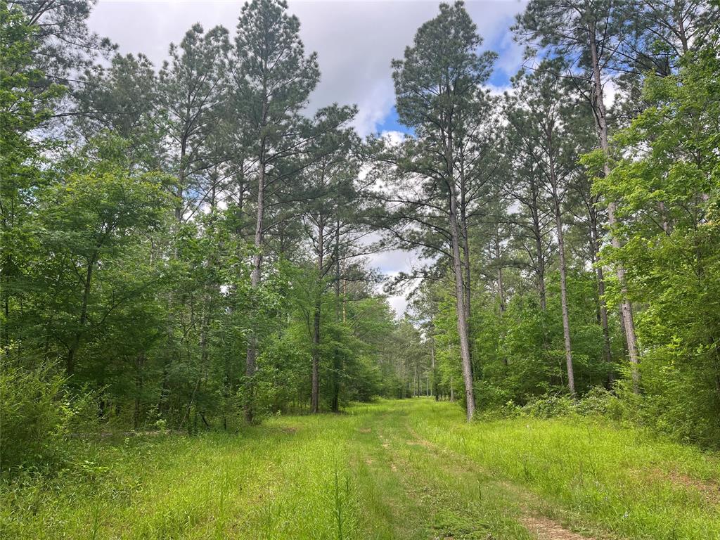 TBD St Hwy 103e, San Augustine, Texas image 3