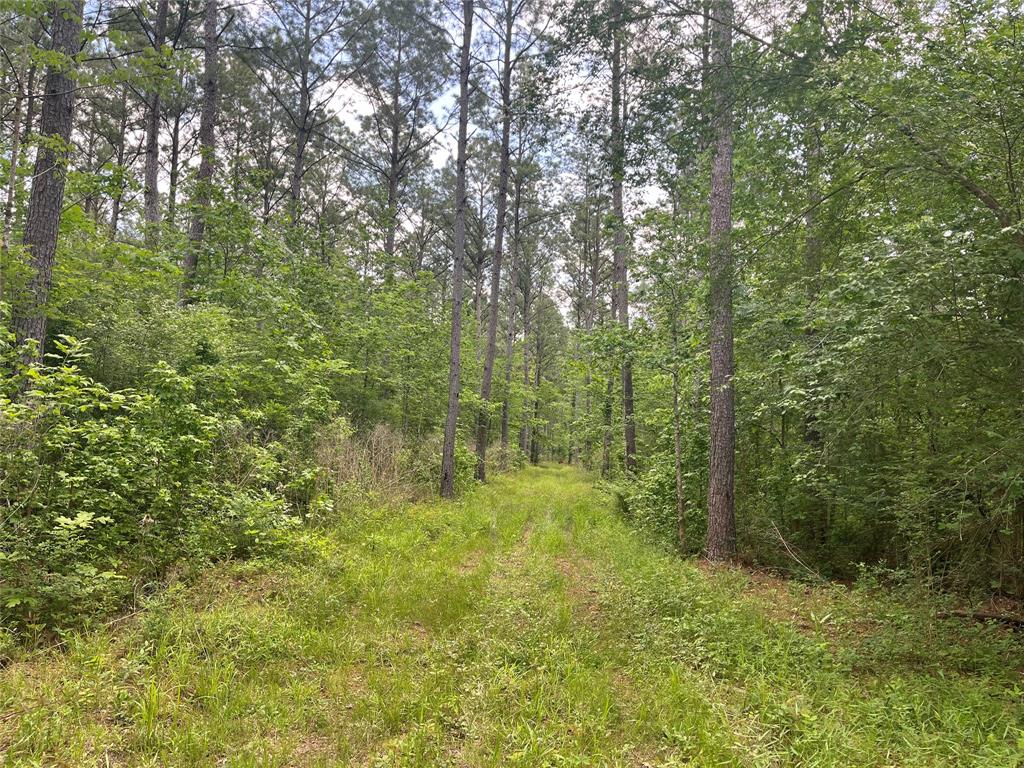 TBD St Hwy 103e, San Augustine, Texas image 19