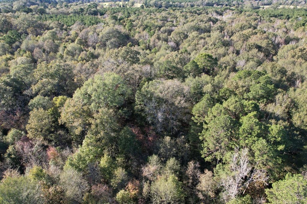 TBD Hwy 59, Tenaha, Texas image 17