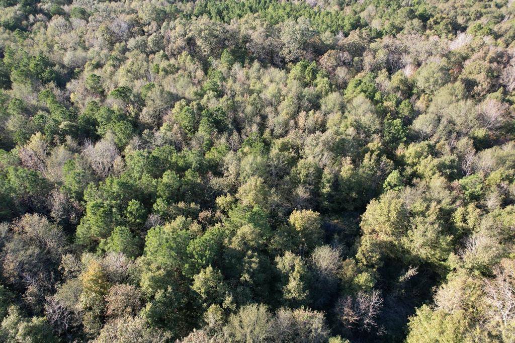 TBD Hwy 59, Tenaha, Texas image 15