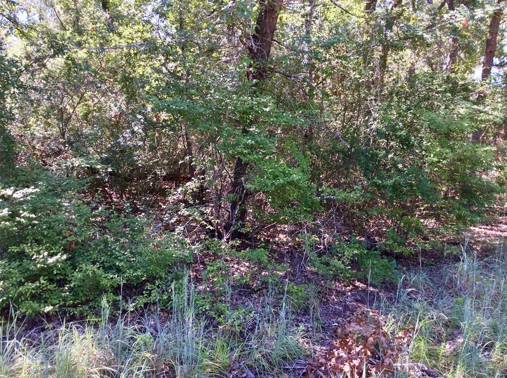 TBD Wolf Run, Somerville, Texas image 4