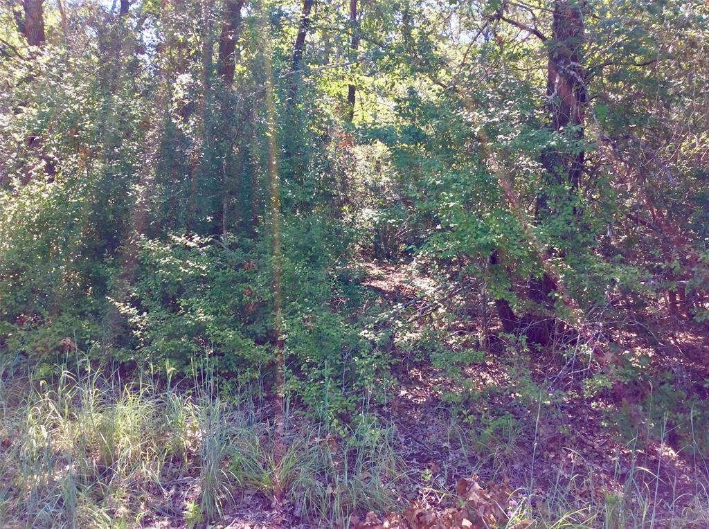 TBD Wolf Run, Somerville, Texas image 6