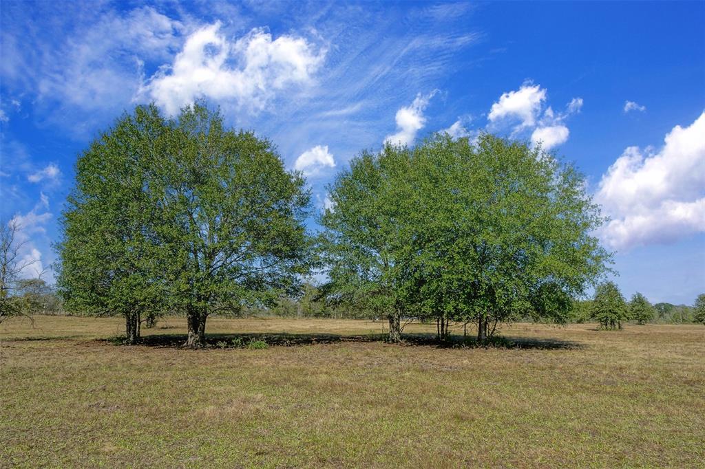 Lot 9 County Rd 229, Bedias, Texas image 4