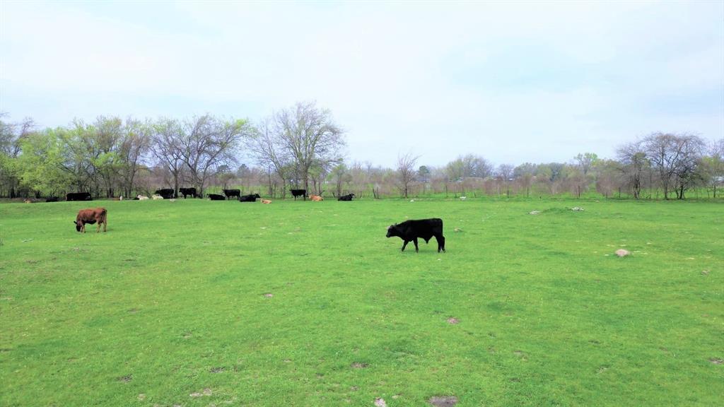 P1L05 Limestone County Road 469, Mexia, Texas image 7