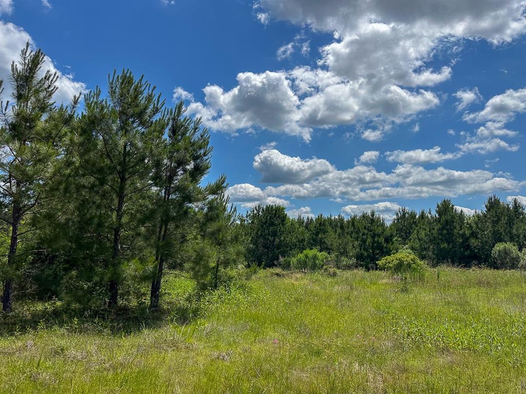 49 Easement Access, Groveton, Texas image 9