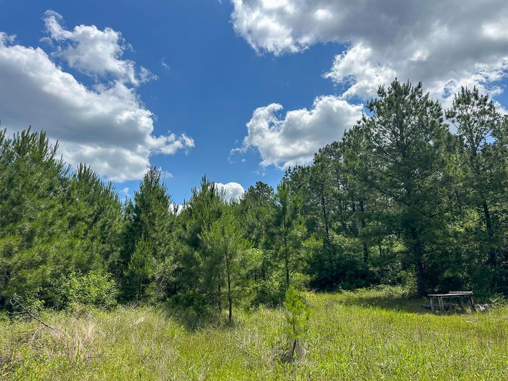 49 Easement Access, Groveton, Texas image 6