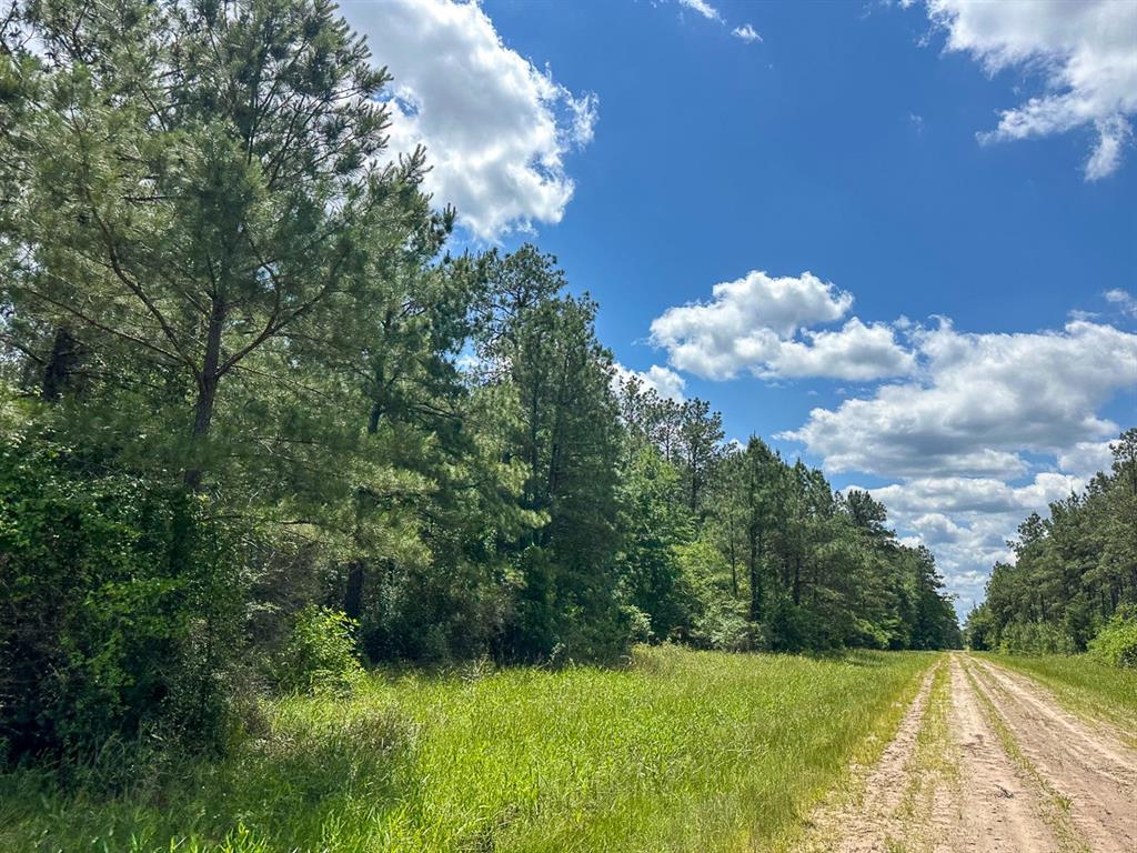 49 Easement Access, Groveton, Texas image 7